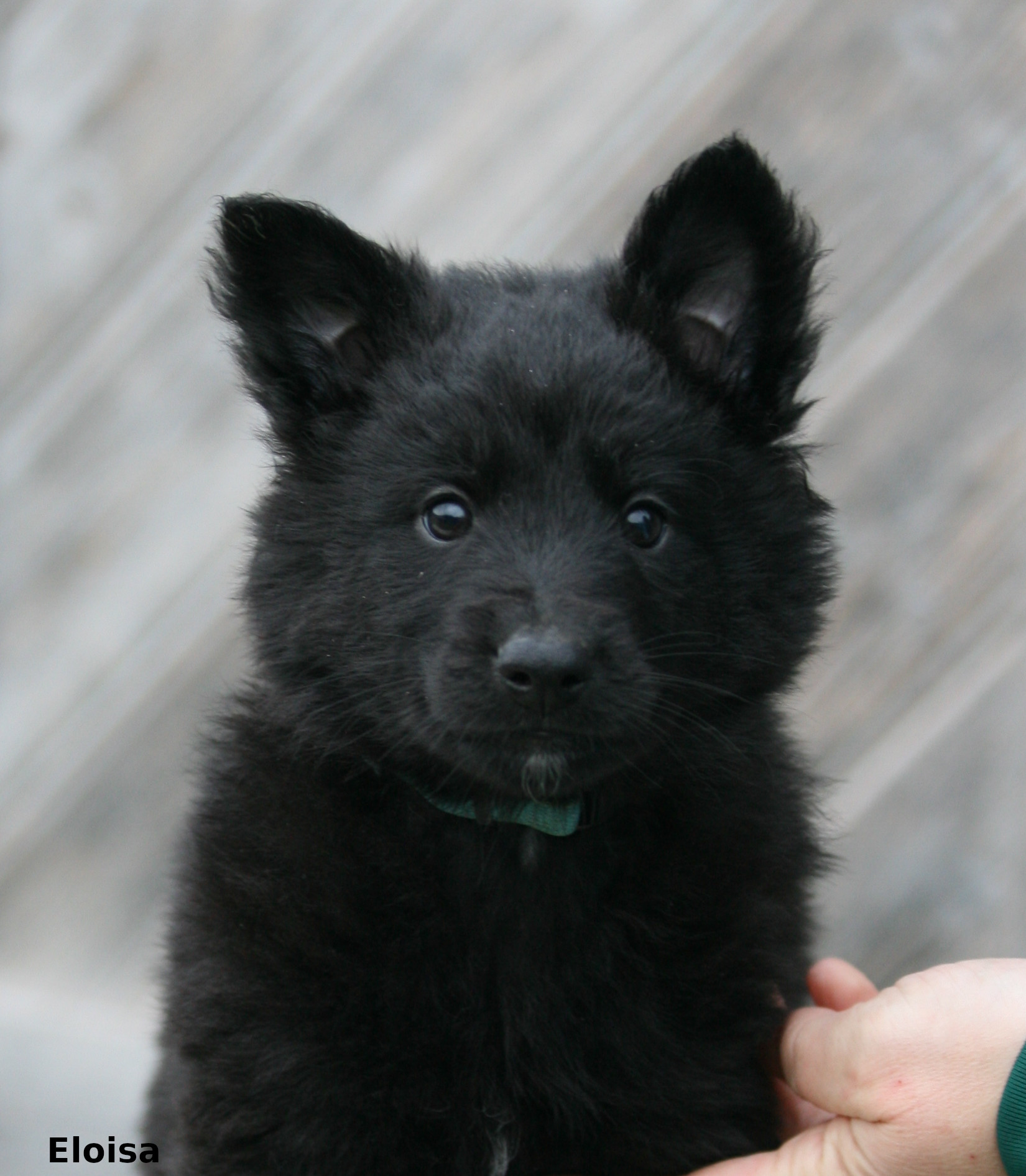 Puppe